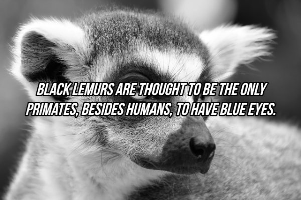 Facts About Eyes (20 pics)