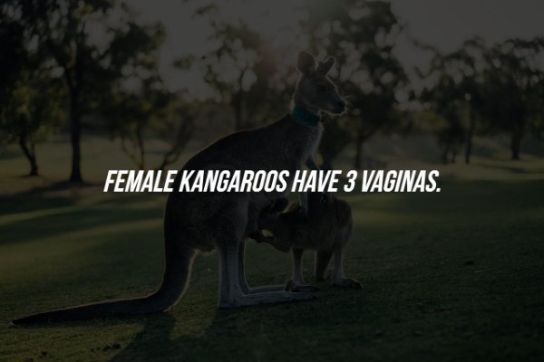 Scary Facts (15 pics)