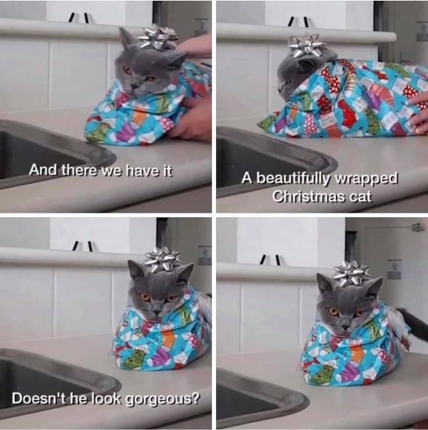 Hilarious Cats (31 pics)