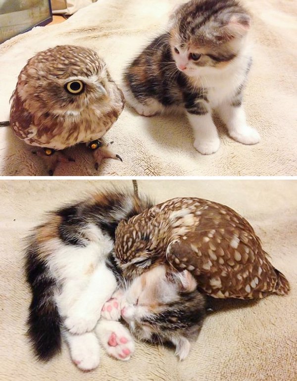 Wholesome Pictures (20 pics) Wholesome Pictures (20 pics)
