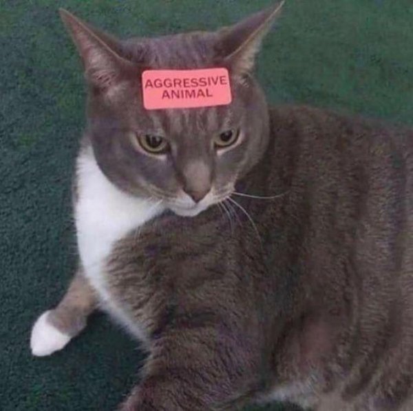 Hilarious Cats (31 pics)