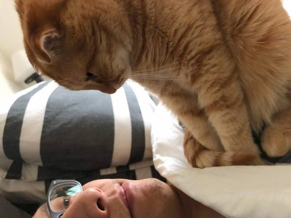 Hilarious Cats (31 pics)