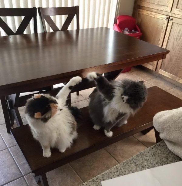 Hilarious Cats (31 pics)