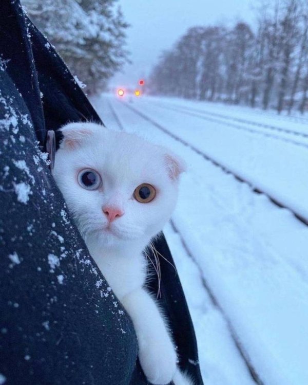 Hilarious Cats (31 pics)