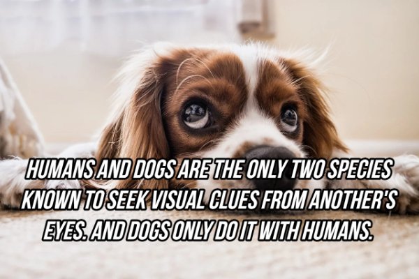 Facts About Eyes (20 pics)