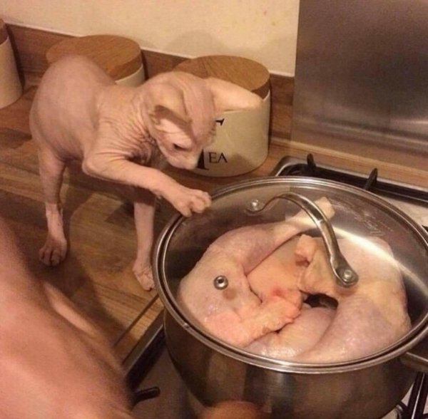 Hilarious Cats (31 pics)