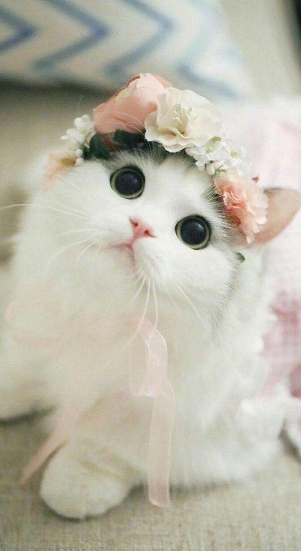 Hilarious Cats (31 pics)
