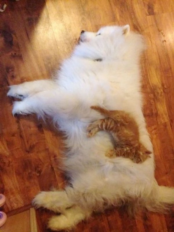 Wholesome Pictures (20 pics) Wholesome Pictures (20 pics)