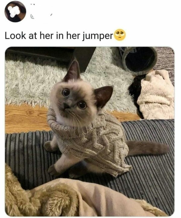 Hilarious Cats (31 pics)