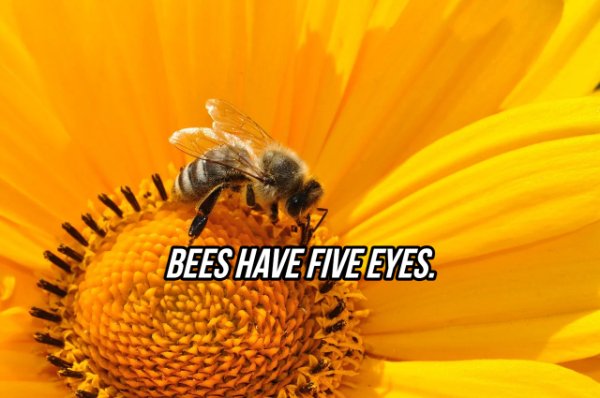Facts About Eyes (20 pics)