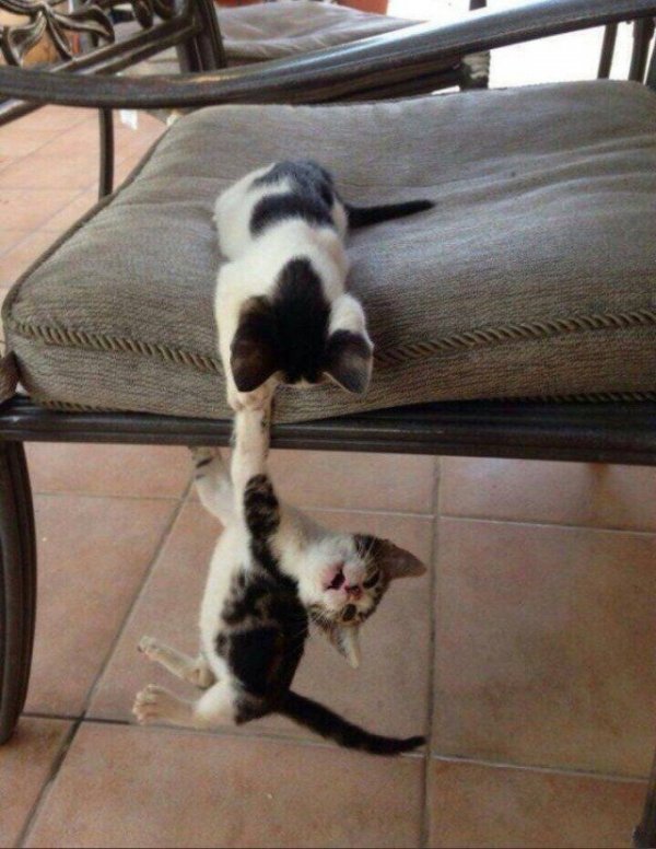 Hilarious Cats (31 pics)