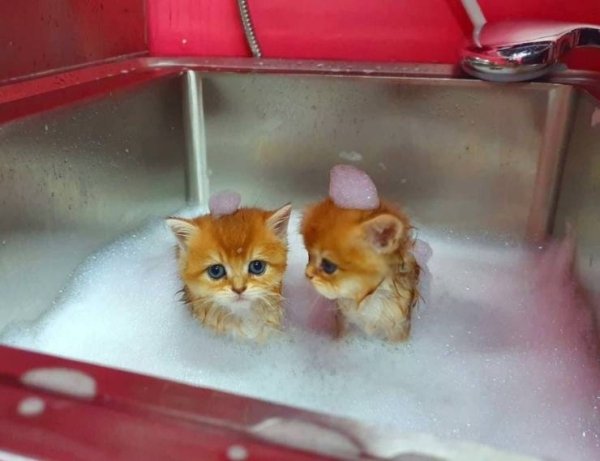 Hilarious Cats (31 pics)