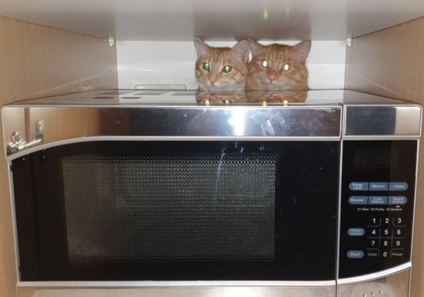 Hilarious Cats (31 pics)