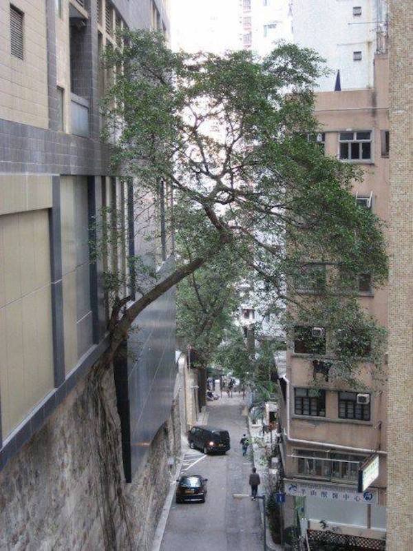 It's A Pure Talent (38 pics)