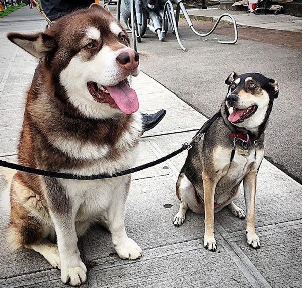 Giant Pets (19 pics)