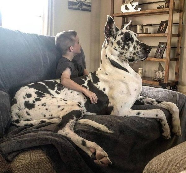 Giant Pets (19 pics)