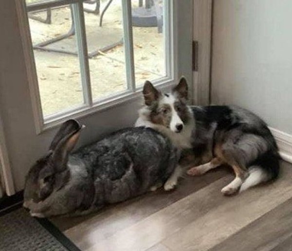 Giant Pets (19 pics)