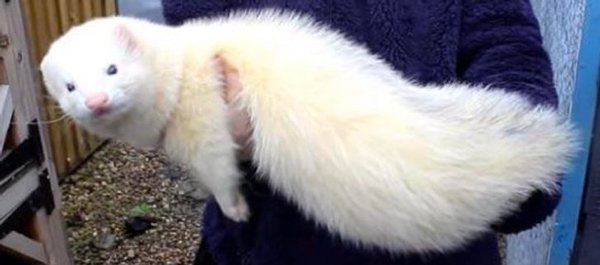 Giant Pets (19 pics)