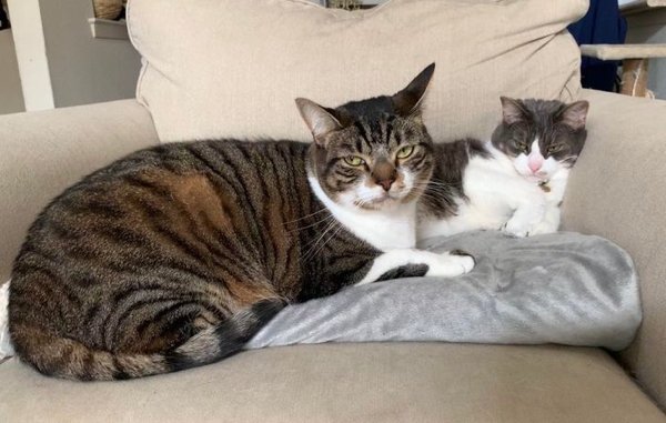 Giant Pets (19 pics)