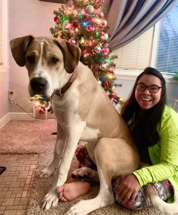 Giant Pets (19 pics)