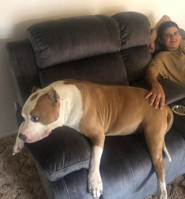 Giant Pets (19 pics)