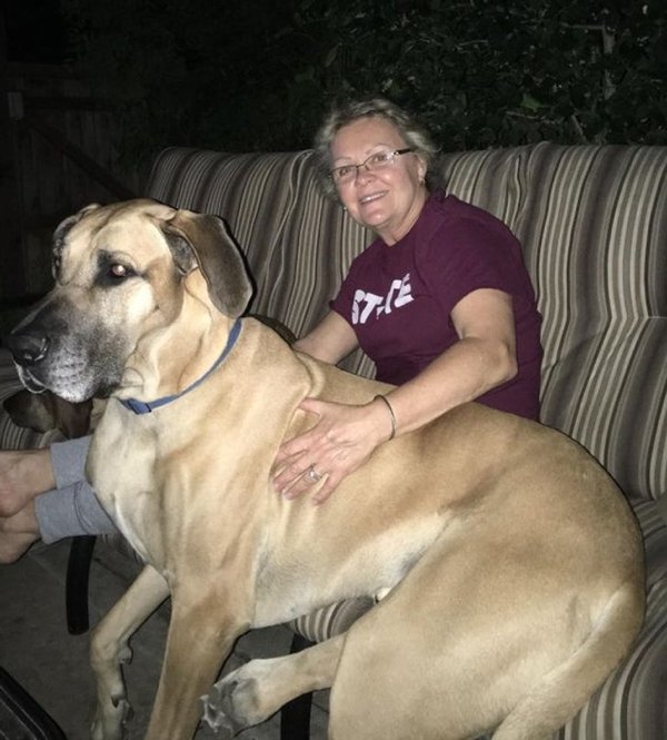 Giant Pets (19 pics)