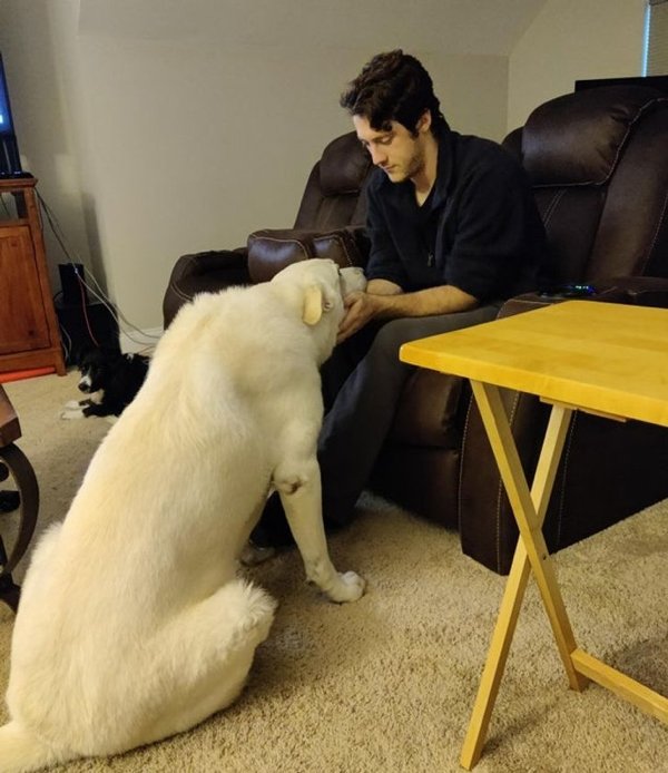Giant Pets (19 pics)