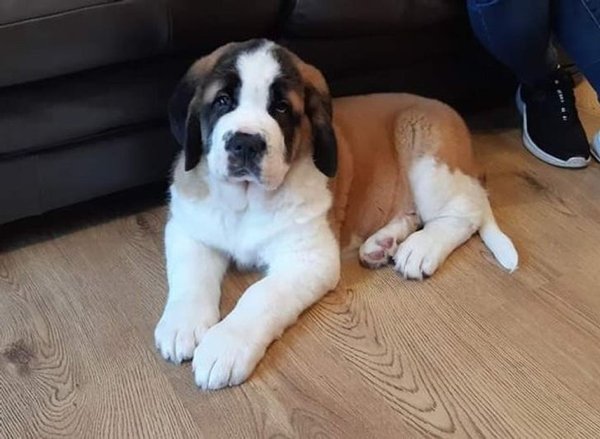 Giant Pets (19 pics)