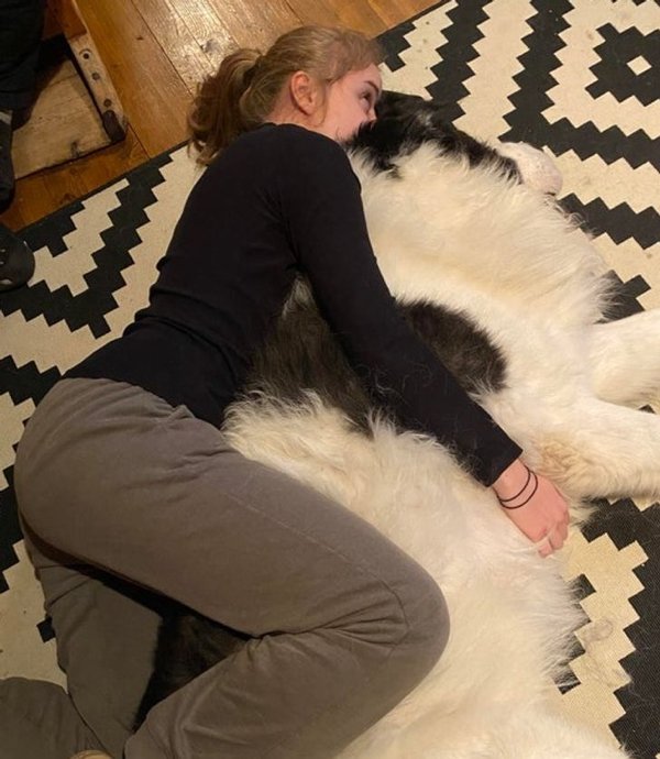 Giant Pets (19 pics)