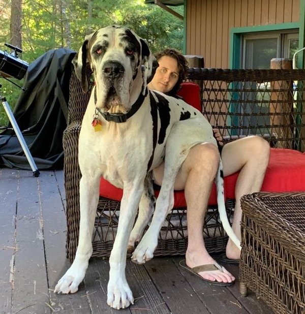 Giant Pets (19 pics)