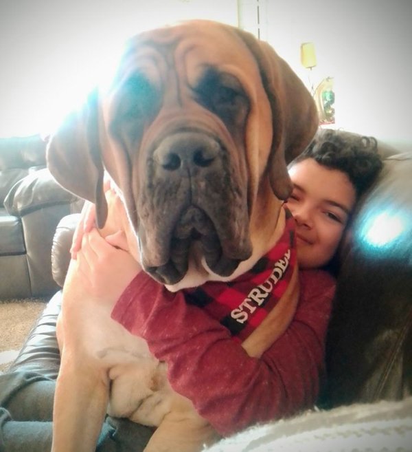 Giant Pets (19 pics)