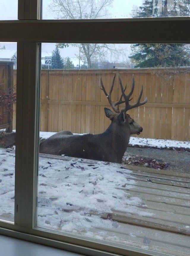 Animal World Pictures (25 pics) Animal World Pictures (25 pics)