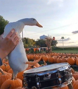 Acid Gifdump, January 5 (25 gifs)