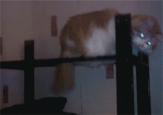 Acid Gifdump, January 5 (25 gifs)