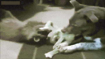 Acid Gifdump, January 5 (25 gifs)