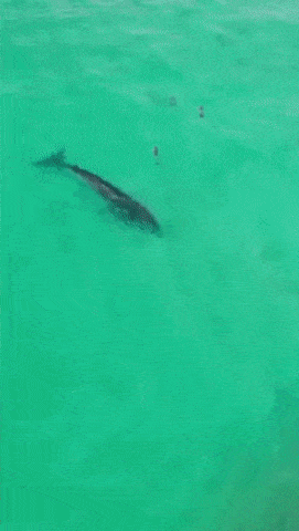 Acid Gifdump, January 6 (25 gifs)