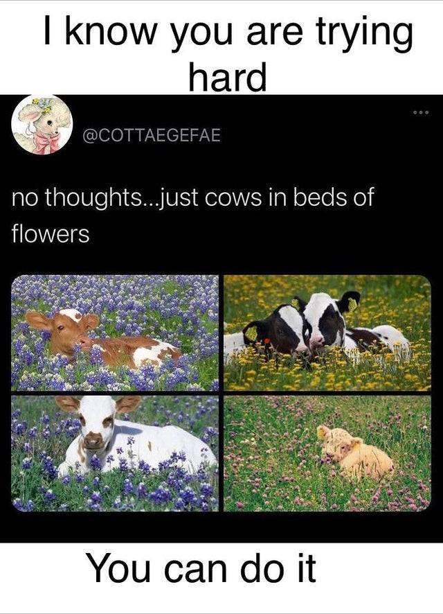 Wholesome Memes (38 pics)