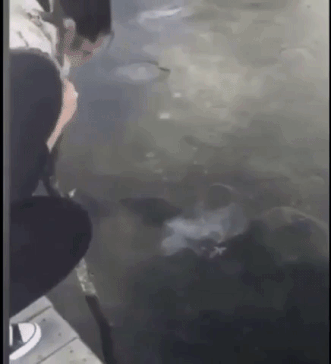 Fails (31 gifs) Fails (31 gifs)