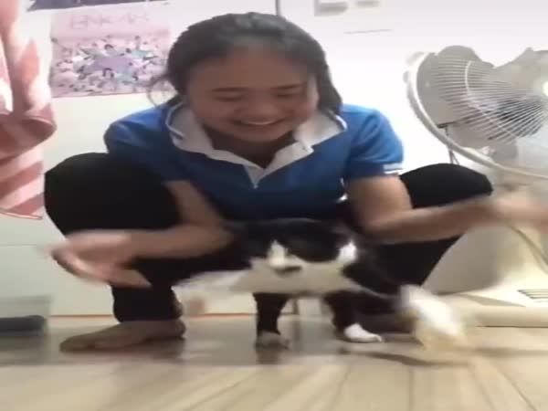 How To Make A Cat Fly