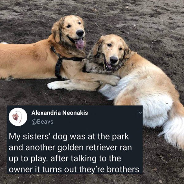 Wholesome Stories (31 pics)