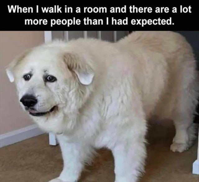Random Funny Memes (145 pics)