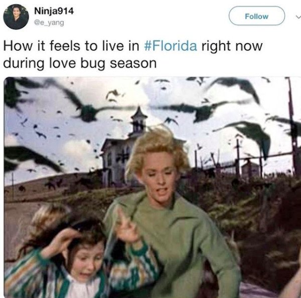 Florida Memes (31 pics)