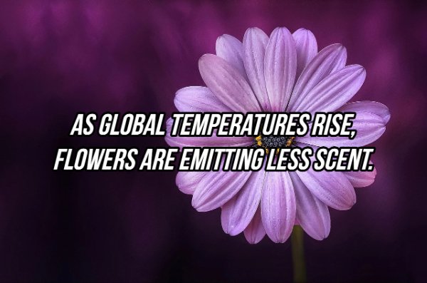 Interesting Facts (24 pics)