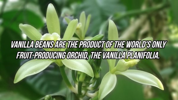 Interesting Facts (24 pics)