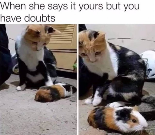 Random Funny Memes (68 pics)