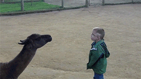 Funny Animals (25 gifs)
