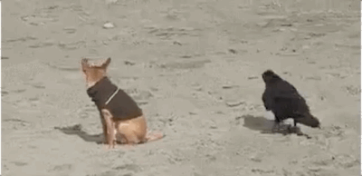 Funny Animals (25 gifs)