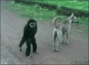 Funny Animals (25 gifs)