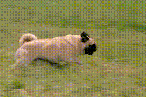 Funny Animals (25 gifs)