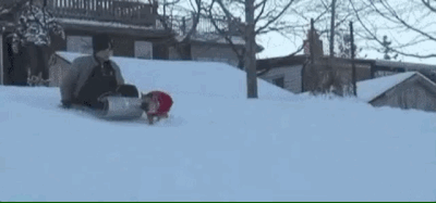 Funny Animals (25 gifs)